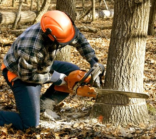 Tree Removal in Sumner, TX